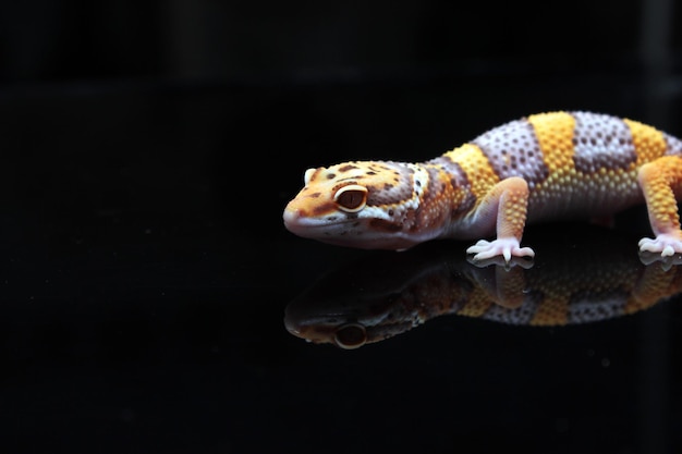 a cutefaced of leopard gecko