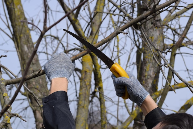 Photo cutting a tree branch with a hand garden saw