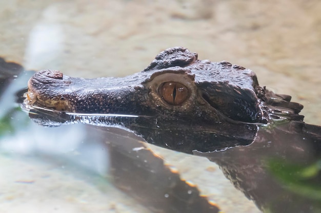 Cuvier's caiman head protruding from the water