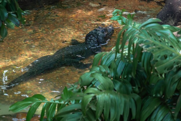 Photo cuviers dwarf caiman paleosuchus palpebrosus