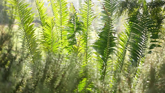 Photo cycad fern leaves in forest, california usa. encephalartos or zamiaceae dioon.  jungle rainforest