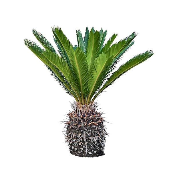 Cycas revoluta palm isolated on white background tropical plant clipart