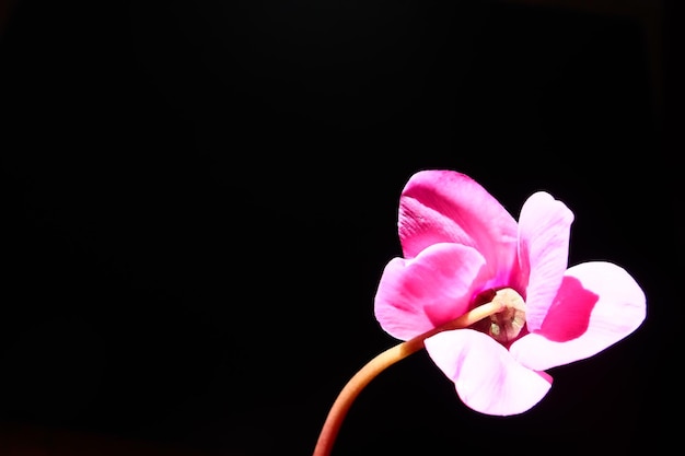 Cyclamen or Alpine violet is a genus of plants in the subfamily Myrsinoideae of the family Primulaceae Pink cyclamen on a black background Copy space Postcard invitation or congratulation