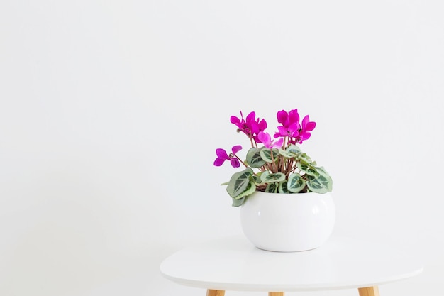 Cyclamen in flowerpot on background white wall