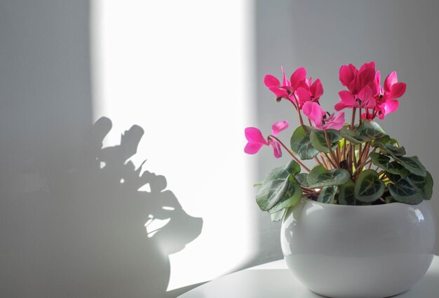 cyclamen in flowerpot on background white wall