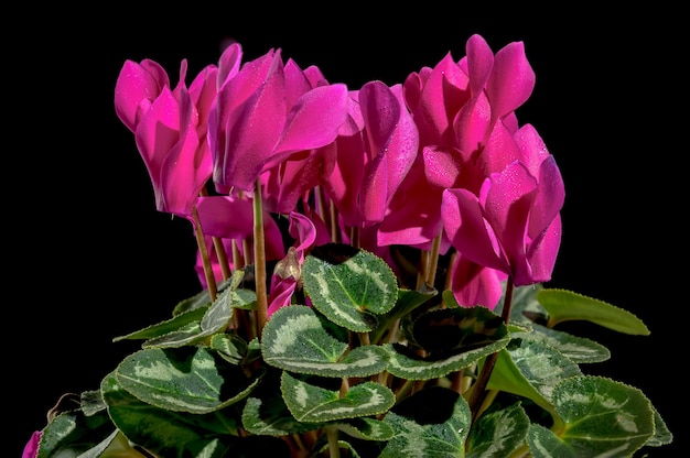 Cyclamen red flowers on a black background