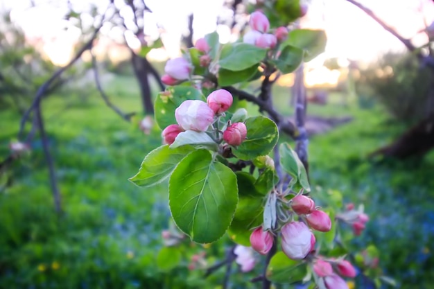 Cydonia or chaenomeles japonica or superba blossoms in spring park Beautiful nature background Springtime in countryside