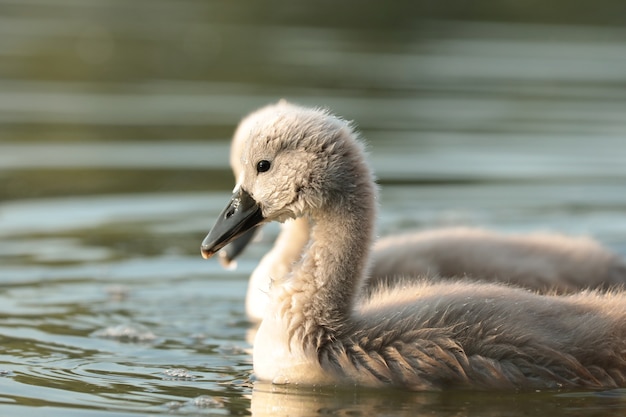 Cygnets on the water during sunset