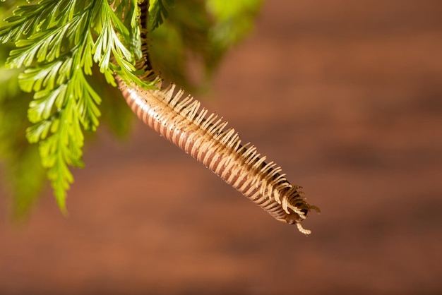 Cylindrical Millipede a beautiful specimen of brown cylindrical millipede hanging from a green leaf selective focus