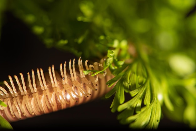 Cylindrical Millipede a beautiful specimen of brown cylindrical millipede hanging from a green leaf selective focus