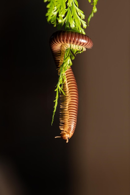 Cylindrical Millipede a beautiful specimen of brown cylindrical millipede hanging from a green leaf selective focus