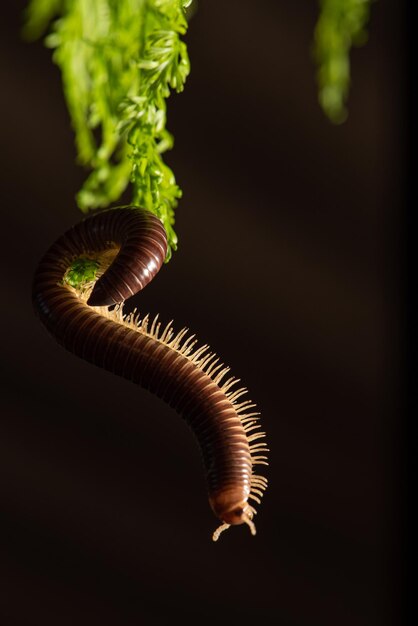 Cylindrical Millipede a beautiful specimen of brown cylindrical millipede hanging from a green leaf selective focus