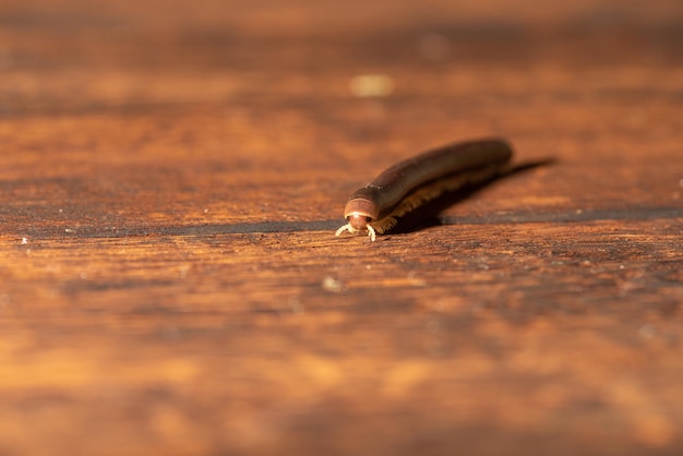 Cylindrical millipede a beautiful specimen of brown cylindrical millipede walking on a rustic wooden table selective focus