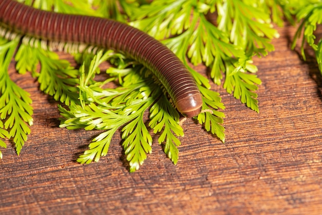 Cylindrical millipede a beautiful specimen of brown cylindrical millipede walking on a rustic wooden table selective focus