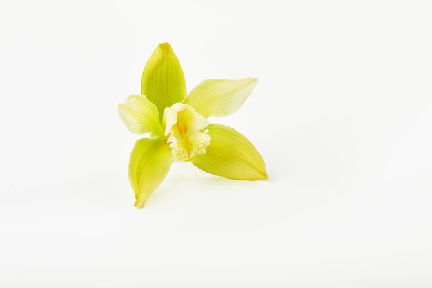 Cymbidium orchid flower on white background