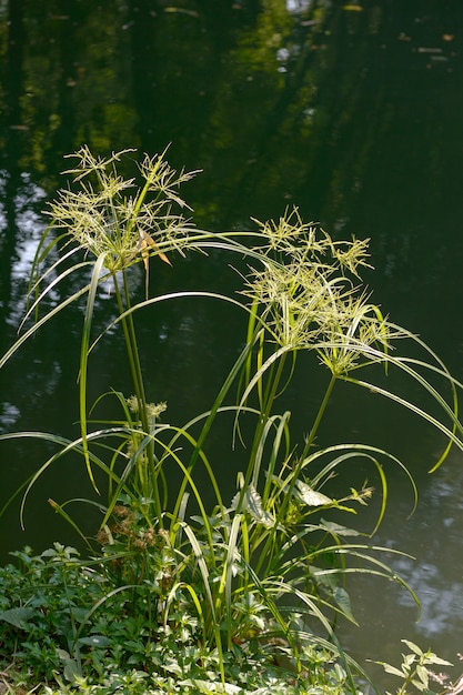 Cyperaceae near river