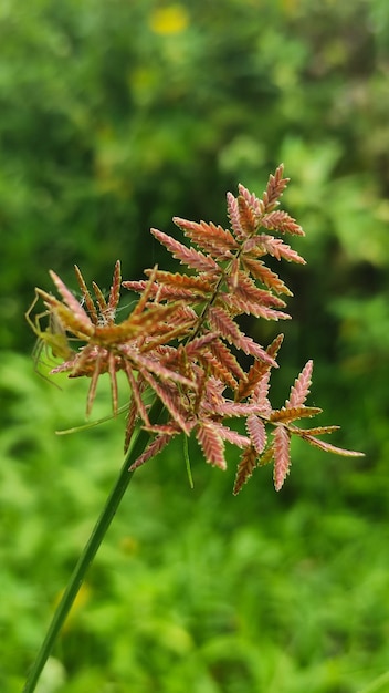 cyperus haspan in nature soft blurry background