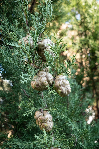 Photo cypress tree with cones