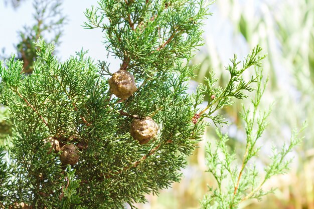 Cypress trees branches with cones in sunny day