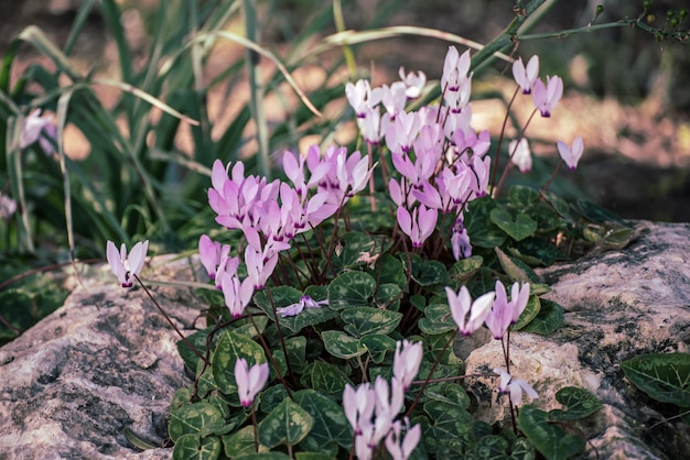 Cyprus pink cyclamens flowers growing in the wild in spring time