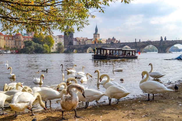 Czech Republic Prague Vltava River Swans