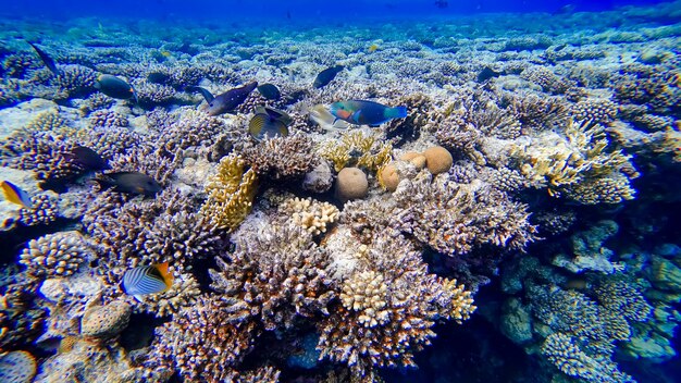 Ð¿Ð¾Ð´ Ð¿Ð¾Ð²ÐµÑÑÐ½Ð¾ÑÑÑÑ ÐºÑÐ°ÑÐ½Ð¾Ð³Ð¾ Ð¼Ð¾ÑÑ ÑÑÐ¾Ð¿Ð¸ÑÐµÑÐºÐ¸Ðµ ÑÑÐ±Ñ ÑÐ°Ð·Ð½Ð¾ÑÐ²ÐµÑÐ½Ð¾Ð³Ð¾ Ð¾ÑÑÐµÐ½ÐºÐ°