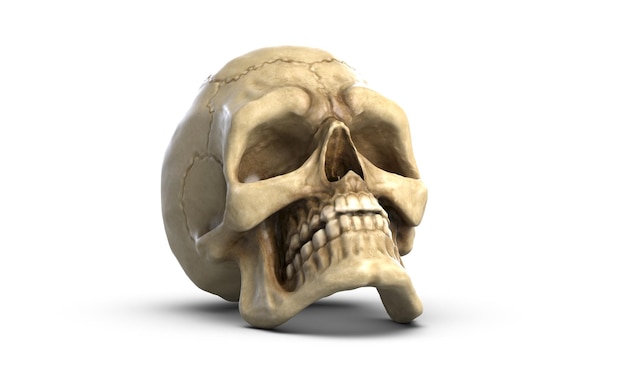 D illustration of human skull isolated on white