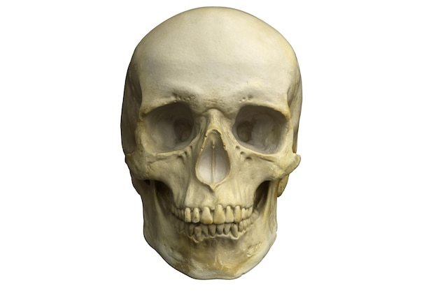 D render of human skull isolated on white