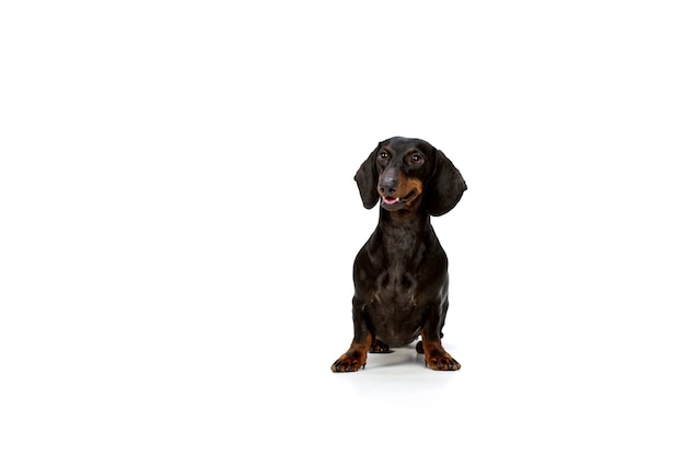 Dachshund dog isolated on white background