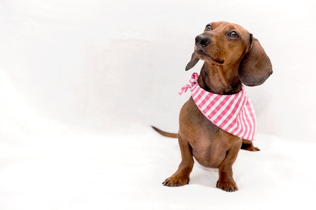 Dachshund dog isolated