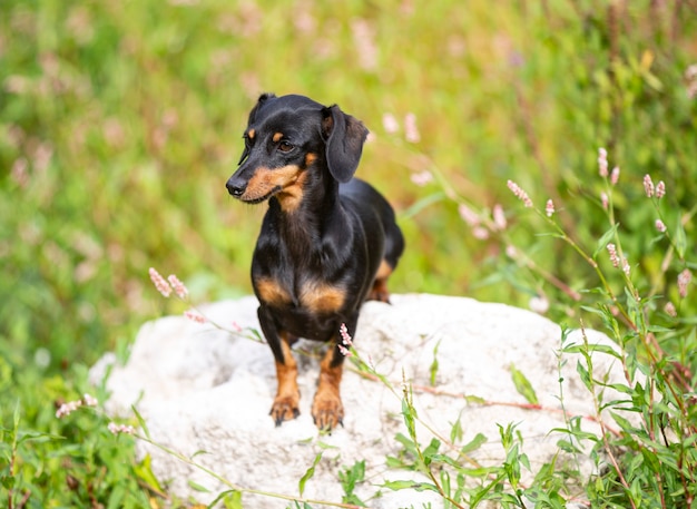 Dachshund dog walking in nature