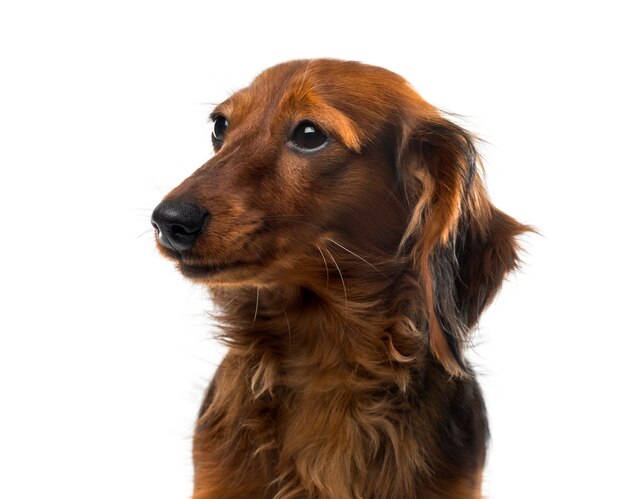 Dachshund in front of a white wall