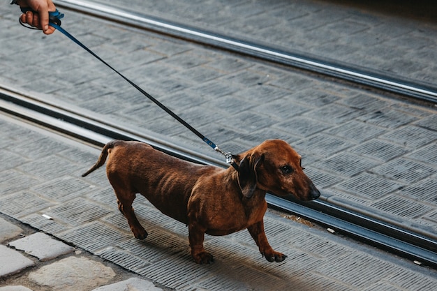 Photo dachshund is walking down the city center of lviv.