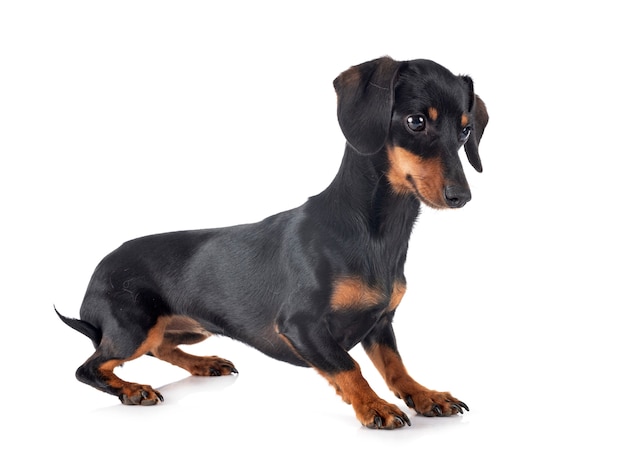 Dachshund isolated on white