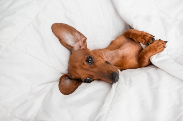 Dachshund lies in the bed. white cotton blanket, space for text