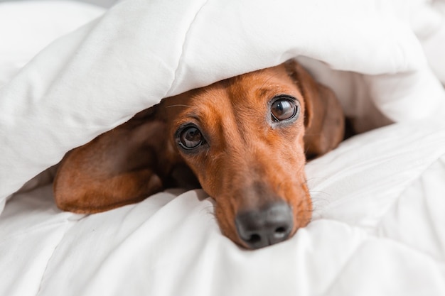 Dachshund lies in the bed. white cotton blanket, space for text