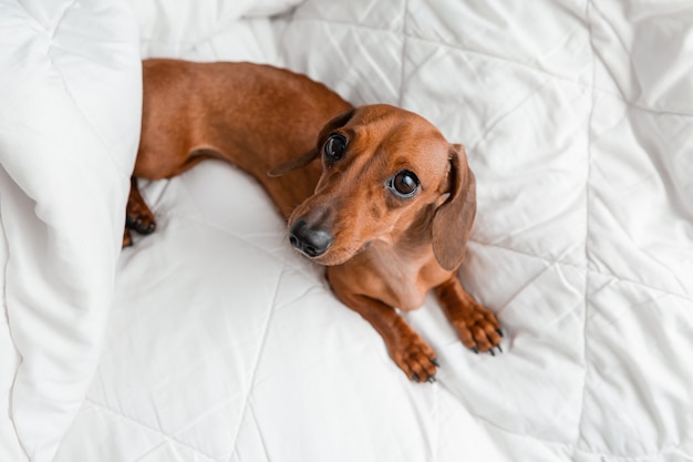 Dachshund lies in the bed. white cotton blanket, space for text