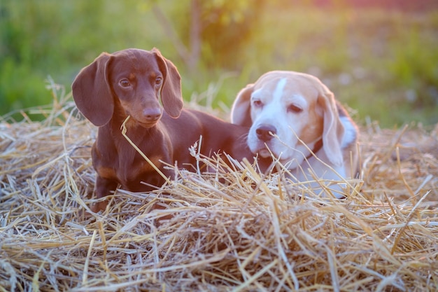 Dachshund puppy and beagle sit on straw in summer at sunset