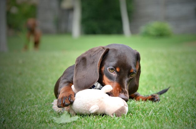 Dachshund puppy jerking on the lawn