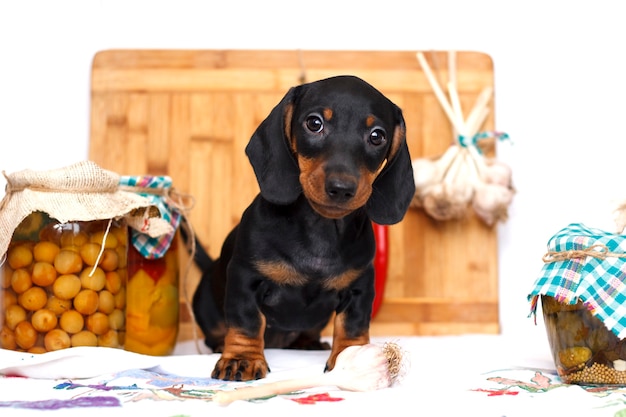 Dachshund puppy on the kitchen