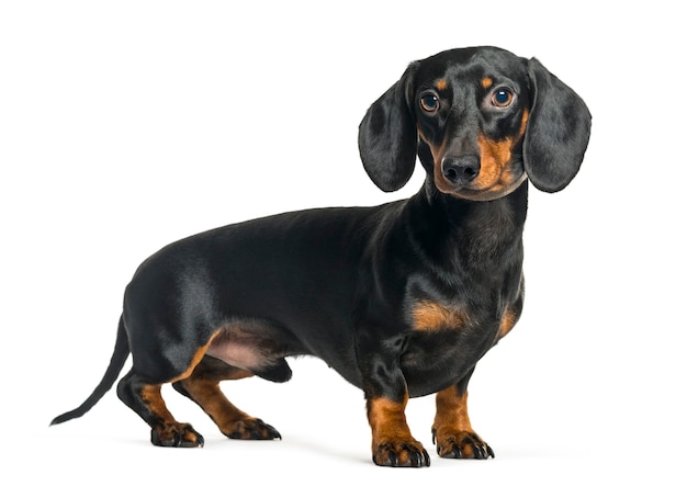 Dachshund, Sausage dog in front of white background