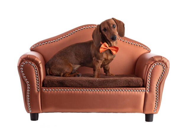 Dachshund, sausage dog, with an orange bow tie sitting on a small brown sofa ans isolated on white background