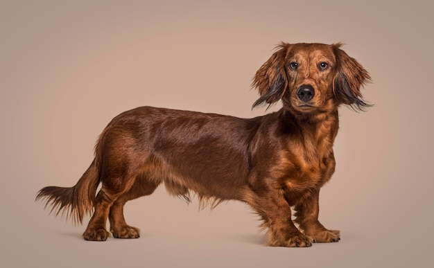 Dachshund