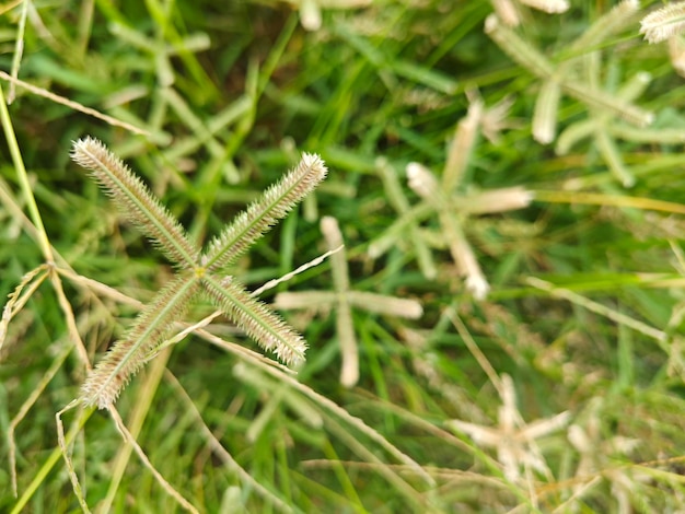 Photo dactyloctenium aegyptium a shortlived perennial weed grass