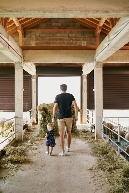 Dad and a little girl walk the farm past the sheep fences