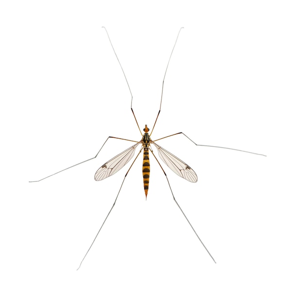 Daddy long legs mosquito nephrotoma scalaris