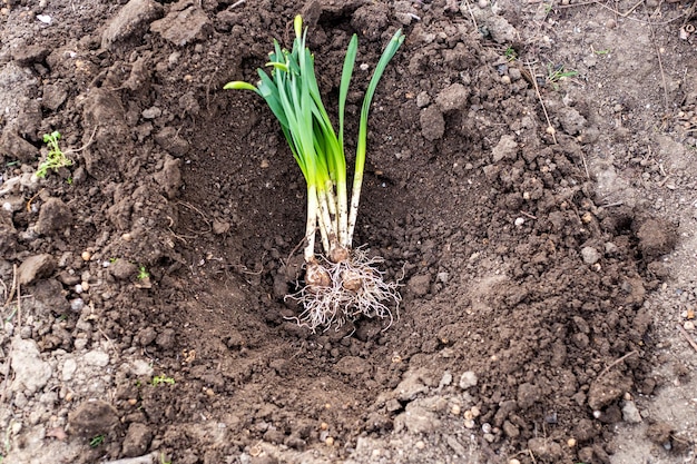 Daffodil bulb flower seedlings with sprouted leaves in an earthen pit for planting