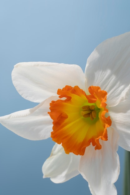 Daffodil flower in the sky