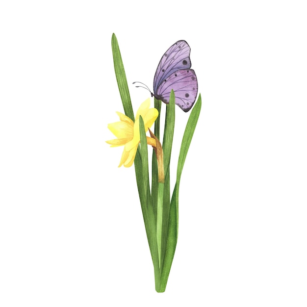 Daffodil flower with Violet butterfly isolated on white Watercolor hand drawn botanical llustration Art for design