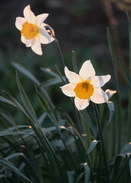 Photo daffodil flowers closeup lit by the setting sun growing in the public park. narcissus tazetta l.